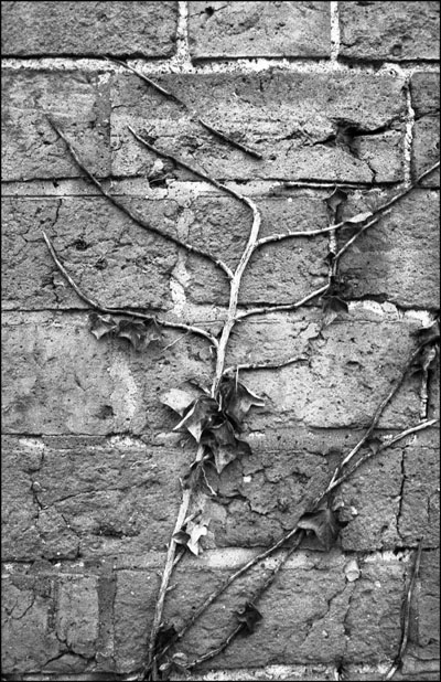 Last year's ivy